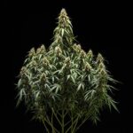 Royal Queen seeds Corkscrew Auto - Royal Queen Seeds kopen bij 7Smart