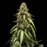 Royal Queen seeds Corkscrew Auto - Royal Queen Seeds kopen bij 7Smart