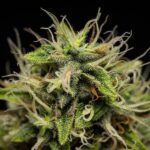 Royal Queen seeds Corkscrew Auto - Royal Queen Seeds kopen bij 7Smart