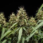 Royal Queen seeds Corkscrew Auto - Royal Queen Seeds kopen bij 7Smart