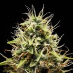 Royal Queen seeds Corkscrew Auto - Royal Queen Seeds kopen bij 7Smart