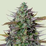 Royal Queen Seeds Goat’lato auto - Royal Queen Seeds kopen bij 7Smart