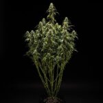 Royal Queen Seeds Goat’lato auto - Royal Queen Seeds kopen bij 7Smart