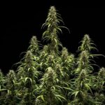 Royal Queen Seeds Goat’lato auto - Royal Queen Seeds kopen bij 7Smart