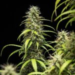 Royal Queen Seeds Goat’lato auto - Royal Queen Seeds kopen bij 7Smart