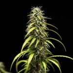 Royal Queen Seeds Goat’lato auto - Royal Queen Seeds kopen bij 7Smart