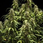 Royal Queen Seeds Goat’lato auto - Royal Queen Seeds kopen bij 7Smart