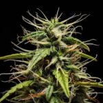 Royal Queen Seeds Goat’lato auto - Royal Queen Seeds kopen bij 7Smart