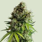 Royal Queen Seeds NYC Sour D Auto - Royal Queen Seeds kopen bij 7Smart
