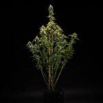 Royal Queen Seeds NYC Sour D Auto - Royal Queen Seeds kopen bij 7Smart