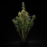 Royal Queen Seeds NYC Sour D Auto - Afbeelding 3