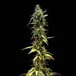 Royal Queen Seeds NYC Sour D Auto - Afbeelding 4