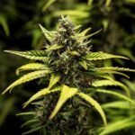 Royal Queen Seeds NYC Sour D Auto - Royal Queen Seeds kopen bij 7Smart