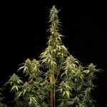 Royal Queen Seeds NYC Sour D Auto - Royal Queen Seeds kopen bij 7Smart