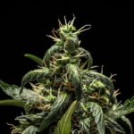 Royal Queen Seeds NYC Sour D Auto - Royal Queen Seeds kopen bij 7Smart