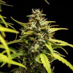 Royal Queen Seeds NYC Sour D Auto - Royal Queen Seeds kopen bij 7Smart