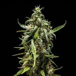Royal Queen Seeds NYC Sour D Auto - Afbeelding 9