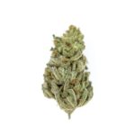 Royal Queen Seeds Amnesia Haze - Royal Queen Seeds kopen bij 7Smart