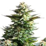 Royal Queen Seeds Amnesia Haze - Royal Queen Seeds kopen bij 7Smart