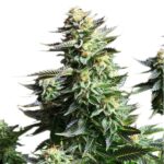 Royal Queen Seeds Amnesia Haze - Royal Queen Seeds kopen bij 7Smart