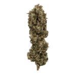 Royal Queen Seeds Cookies Gelato - Royal Queen Seeds kopen bij 7Smart