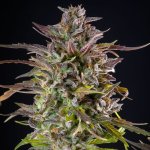 Royal Queen Seeds Cookies Gelato - Afbeelding 4