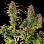Royal Queen Seeds Cookies Gelato - Royal Queen Seeds kopen bij 7Smart