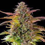 Royal Queen Seeds Cookies Gelato - Royal Queen Seeds kopen bij 7Smart