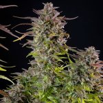 Royal Queen Seeds Cookies Gelato - Afbeelding 7