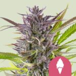 Royal Queen Seeds Green Gelato - Royal Queen Seeds kopen bij 7Smart