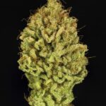 Royal Queen Seeds Green Gelato - Royal Queen Seeds kopen bij 7Smart