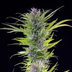 Royal Queen Seeds Green Gelato - Royal Queen Seeds kopen bij 7Smart