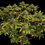 Royal Queen Seeds Green Gelato - Royal Queen Seeds kopen bij 7Smart