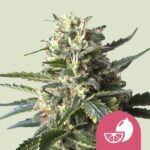 Royal Queen Seeds Lemon Shining Silver Haze - Royal Queen Seeds kopen bij 7Smart