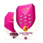 Royal Queen Seeds Lemon Shining Silver Haze - Royal Queen Seeds kopen bij 7Smart