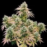 Royal Queen Seeds Lemon Shining Silver Haze - Royal Queen Seeds kopen bij 7Smart