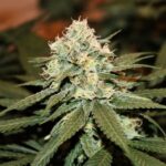 Royal Queen Seeds Lemon Shining Silver Haze - Royal Queen Seeds kopen bij 7Smart
