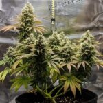 Royal Queen Seeds Lemon Shining Silver Haze - Royal Queen Seeds kopen bij 7Smart