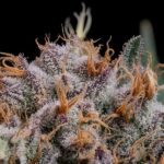 Royal Queen Seeds Lemon Shining Silver Haze - Royal Queen Seeds kopen bij 7Smart