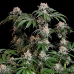 Royal Queen Seeds Lemon Shining Silver Haze - Royal Queen Seeds kopen bij 7Smart
