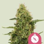 Royal Queen Seeds Northern Light - Royal Queen Seeds kopen bij 7Smart