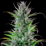 Royal Queen Seeds Northern Light - Royal Queen Seeds kopen bij 7Smart
