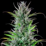 Royal Queen Seeds Northern Light - Afbeelding 6