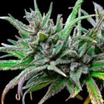 Royal Queen Seeds Northern Light - Royal Queen Seeds kopen bij 7Smart