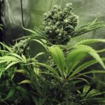 Royal Queen Seeds Northern Light - Royal Queen Seeds kopen bij 7Smart