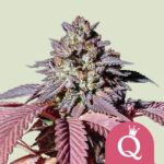 Royal Queen Seeds Purple Queen - Royal Queen Seeds kopen bij 7Smart