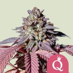 Royal Queen Seeds Purple Queen