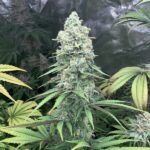 Royal Queen Seeds Purple Queen - Royal Queen Seeds kopen bij 7Smart
