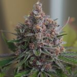 Royal Queen Seeds Purple Queen - Royal Queen Seeds kopen bij 7Smart