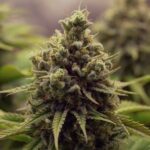 Royal Queen Seeds Purple Queen - Royal Queen Seeds kopen bij 7Smart